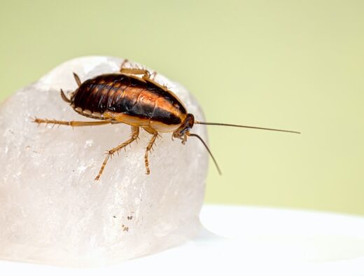 Best Cockroach Pest Control Services Singapore