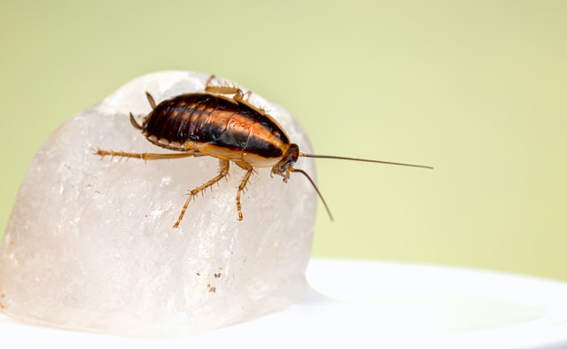 Best Cockroach Pest Control Services Singapore