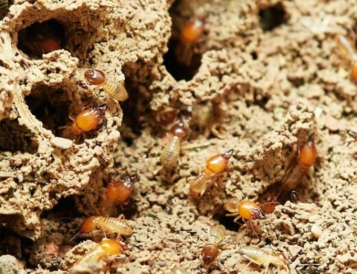 Best Termite Control Companies Singapore